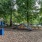 a dog park with trees and a fence